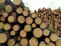 Пиловочник отборный строевой, сосна, ель ГОСТ 9463-88, 24-60 см
