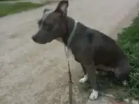 Собака