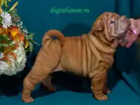 Щеночки Шарпея, фотография 2