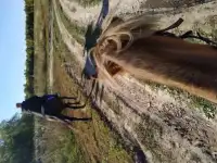 Прокат на лошадях, фотография 2