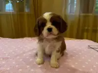 Кинг чарльз спаниель щеночки мальчики