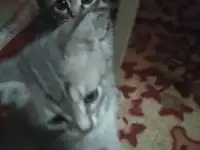 Отдам красивых котяток от домашней кошки.чистенькие ухоженные.к лотку приучены.возраст 2месяца