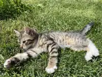 Котята ждут хозяев, фотография 6
