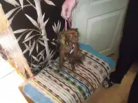 Щенки русского тоя длинношерстные