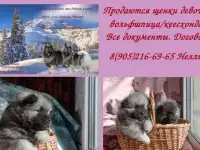 Щенки кеесхонда/вольфшпица