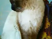 Продаются котята!, фотография 5
