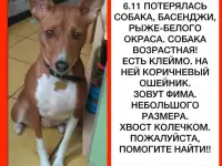 Вознаграждение за найденную собаку