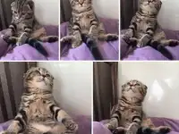 Продам шотландских мраморных котят, фотография 2