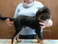 щенок бельгийского гриффона