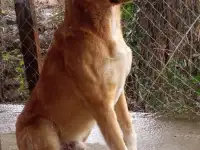 Очень добрый пёс Рекс ищет дом!