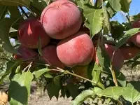 Продаются яблоневые сады в адыгее