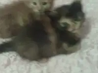 Отдам котят в добрые руки.