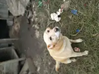 Отдам в добрые руки