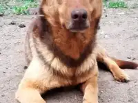 Гордый защитник и добрый друг для всей семьи, фотография 7