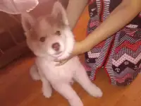Сибирская хаски