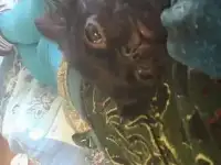 Продаю зенков чиахуа