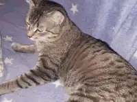 В добрые ручки