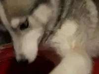 Пропала хаски
