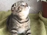 Продам шотландских мраморных котят, фотография 8