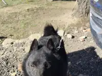 Собака в дар.