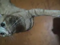 Кот