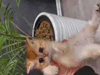 Клубные котята золотой шиншиллы