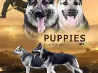 Классные щенки ВЕО из племенного питомника