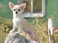 Мальчик чихуахуа, фотография 3