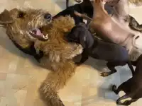 Русский той терьер.