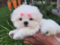 Лапочки Мальтезе, фотография 4