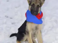 Предлагаем щенков ВЕО