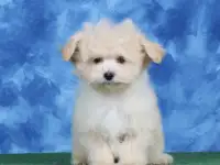 мальтипу Ф1 щенки мини и микро, фотография 8