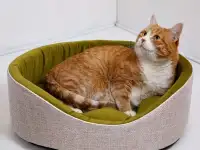 Лежанки и матрасики для кошек и собак, фотография 3
