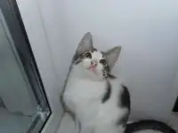 Отдам котят в добрые руки, фотография 3