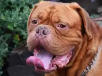 Бордосский дог Лойд, фотография 4