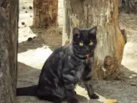 Кошка в добрые руки даром, фотография 4