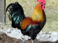 продать петуха брама, фотография 4