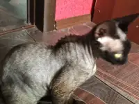 Котёнок породы Девон рекс, фотография 4
