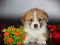 Вельш корги пемброк щенки, РКФ, фотография 3