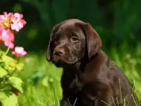 Продам элитных щенков лабрадора