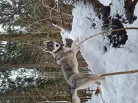 Собака ищет дом, фотография 4