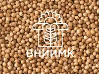 Семена кориандра ВНИИМК гибрид Алекссевский 413