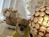 Милый мальчик Чихуахуа ищет девочку