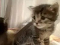 Котята, фотография 3