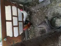 Петухи