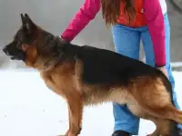 Подается щенок немецкой овчарки, фотография 4