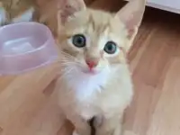 Котята готовы переехать к любящим хозяевам. 