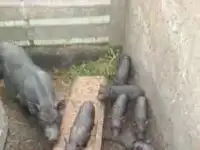 вьетнамские поросята