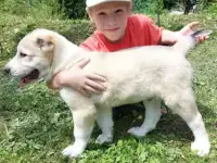 Шикарный щенок среднеазиатской овчарки