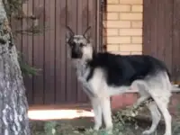 Потеряшка овчарка молодая чб